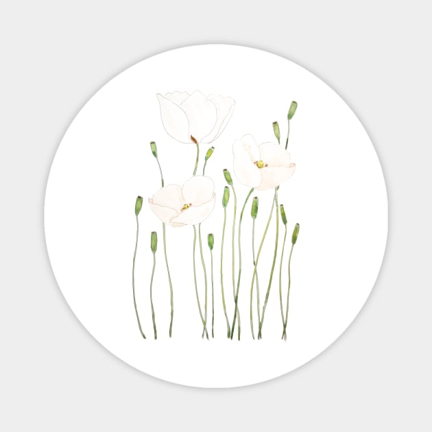 white poppy watercolor Magnet by colorandcolor